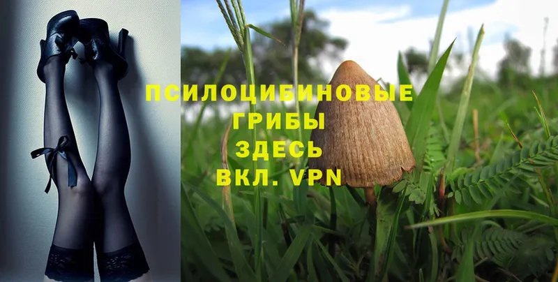 Галлюциногенные грибы Magic Shrooms  купить наркотики сайты  Алзамай 